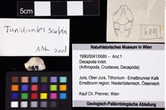 Foto (Objket + Etiketten) von Decapoda indet. 